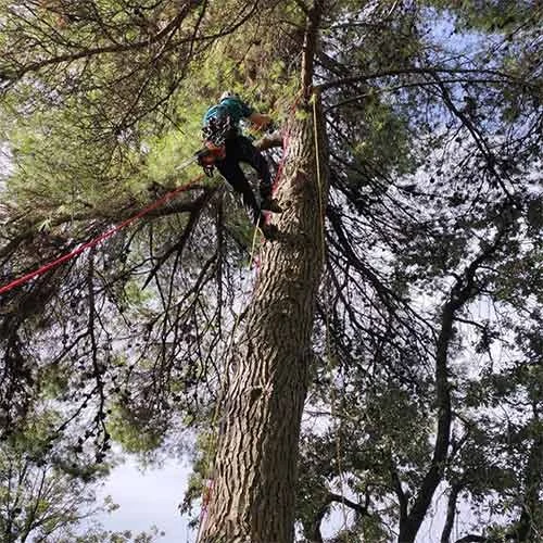 Arboricoltore in corda nella chioma di un pino