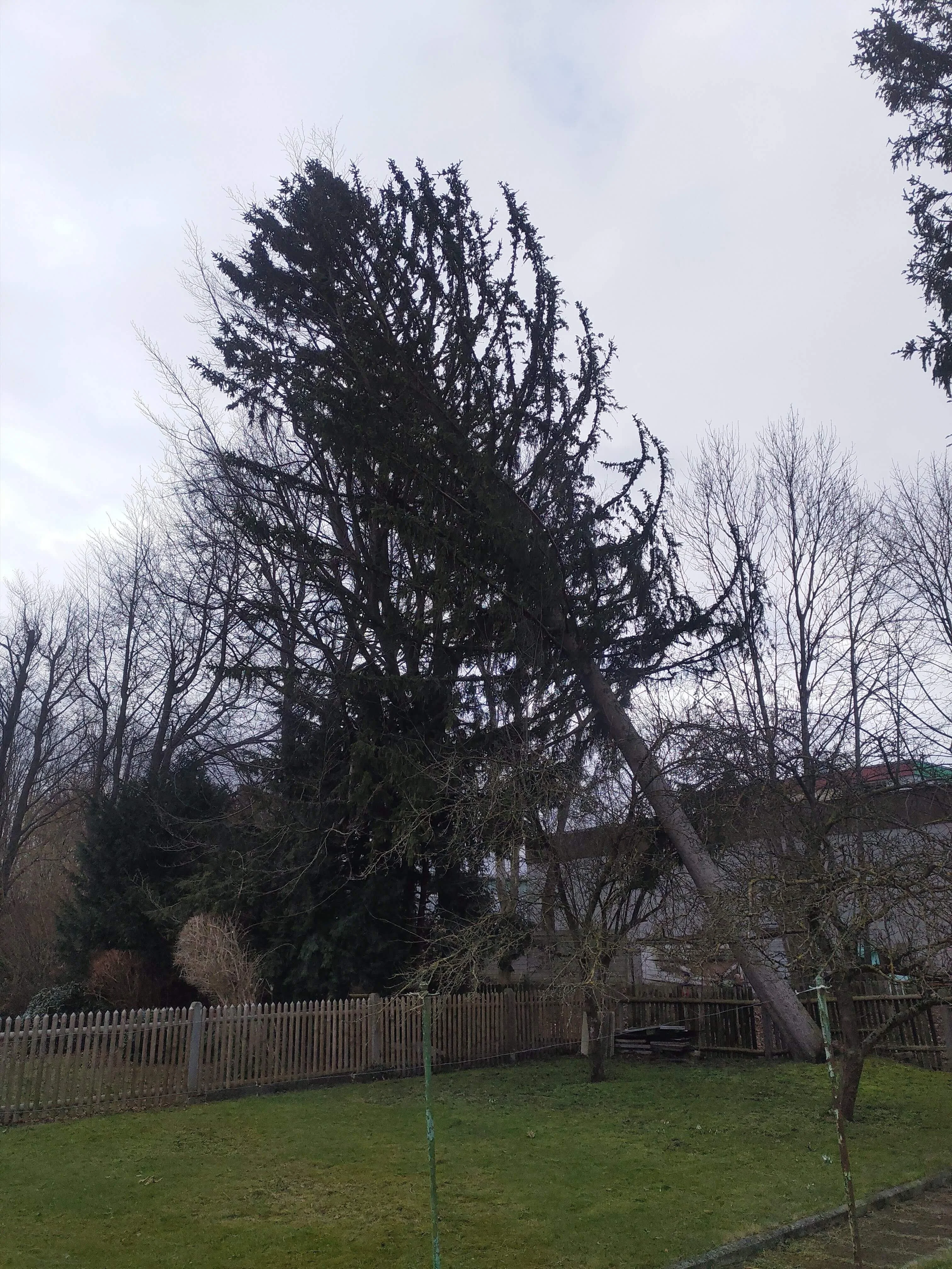 Conifera inclinata e parzialmente ceduta dopo una tempesta