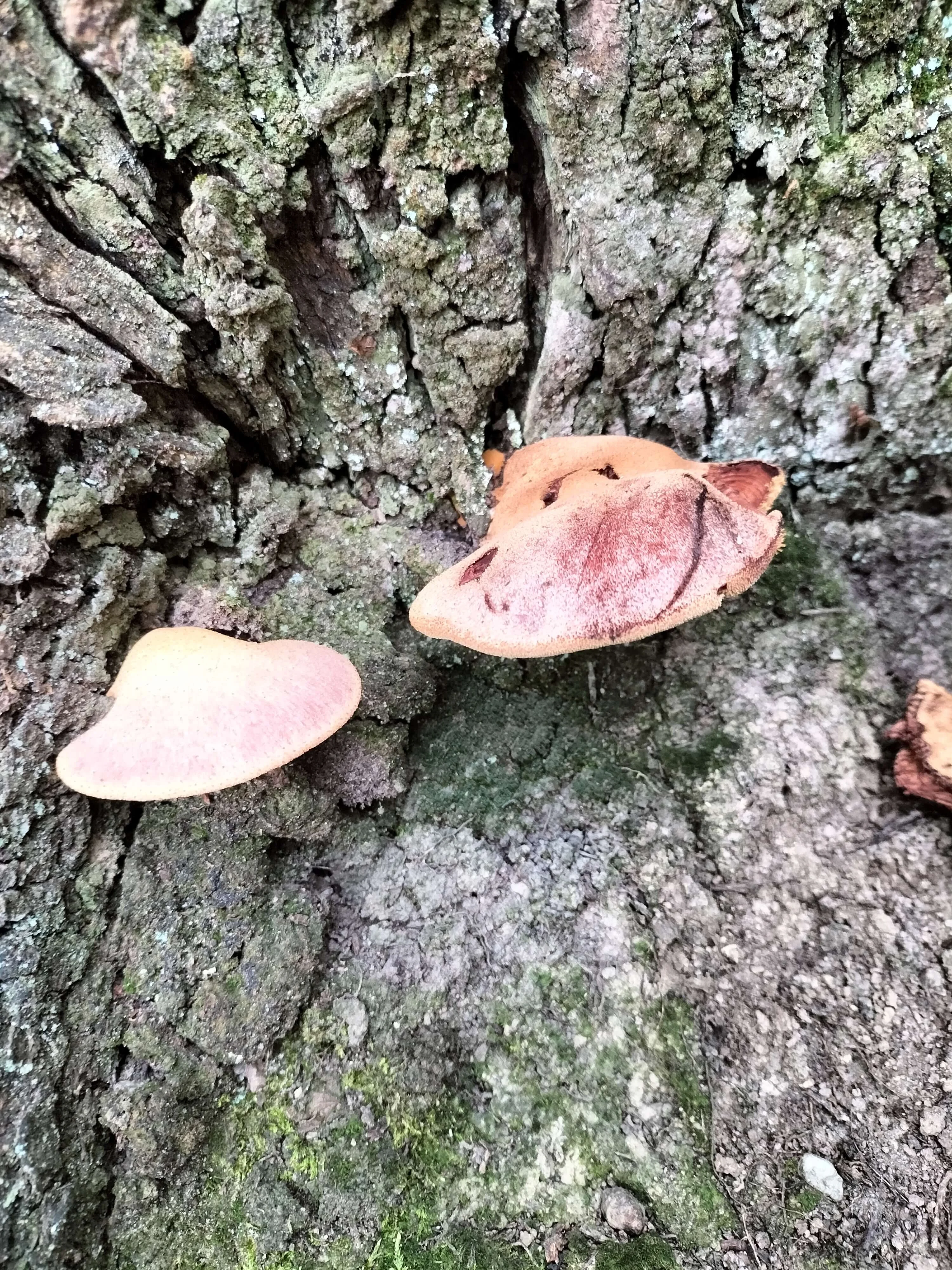 Corpi fruttiferi di funghi sulla corteccia di un tronco