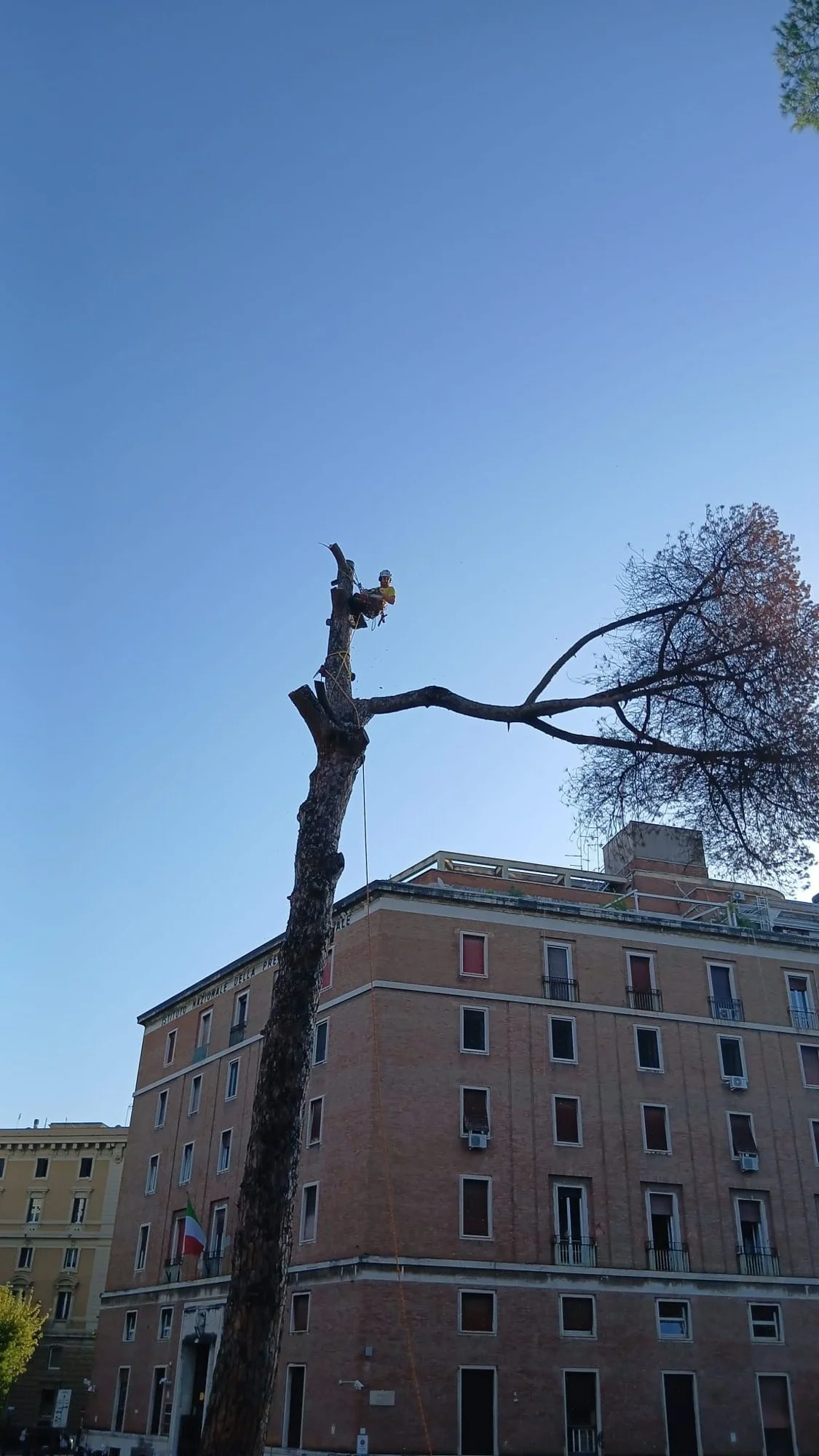 Fusto di pino dopo la rimozione della chioma, accanto a un edificio a Roma