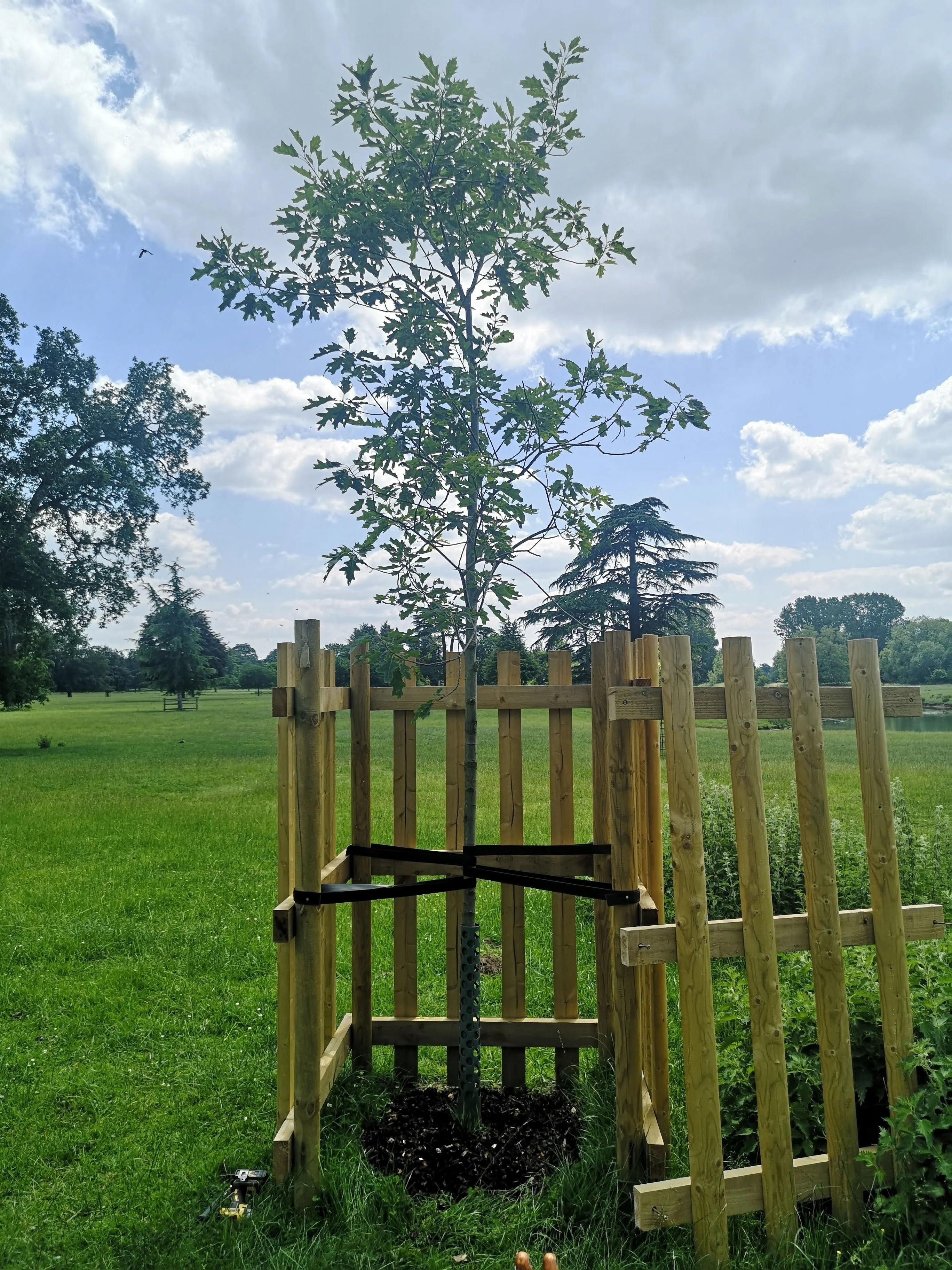 Giovane albero appena piantato con protezione in legno