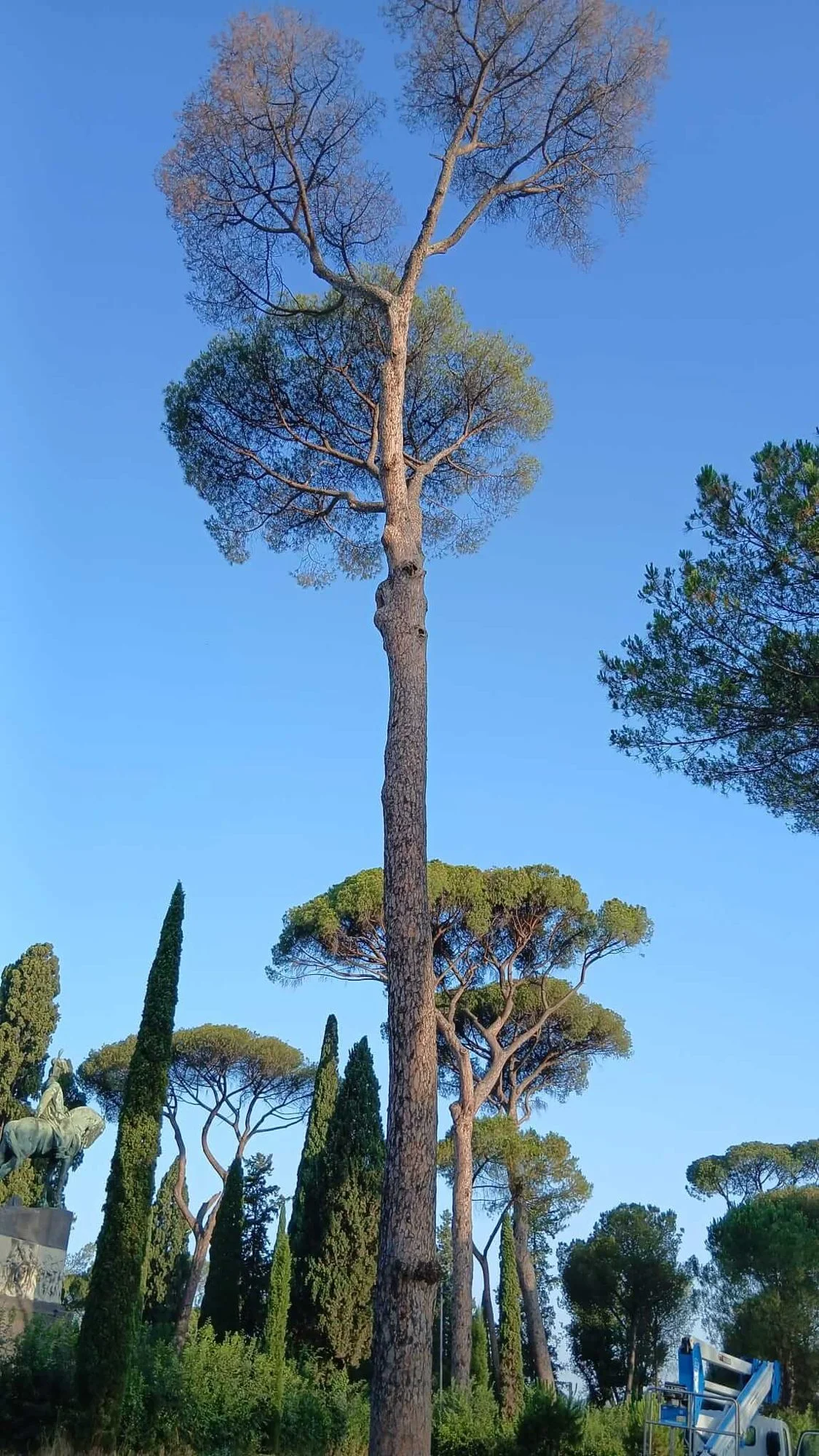 Pino domestico alto in un parco di Roma