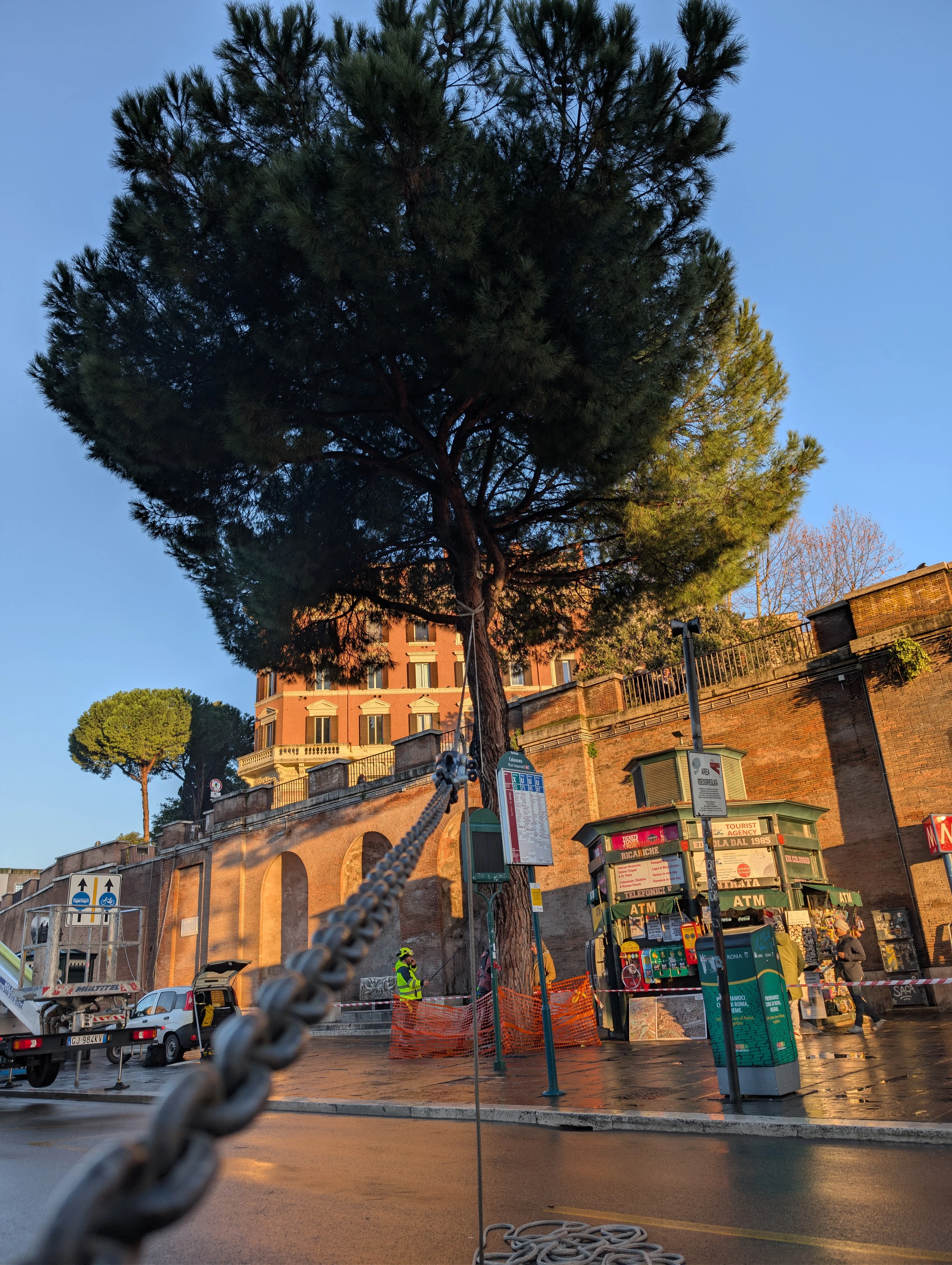 Pino domestico in una piazza di Roma