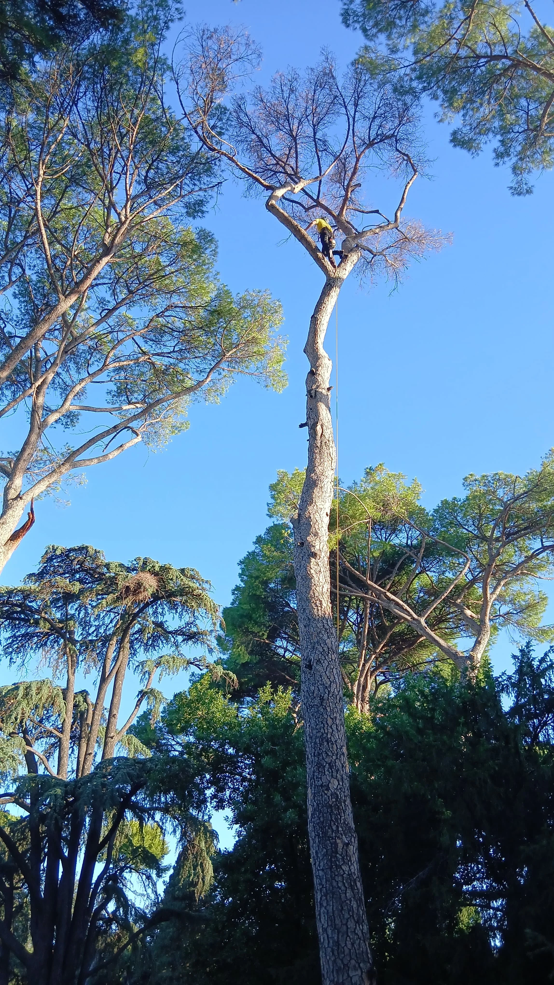 Pino secco in un parco, da mettere in sicurezza