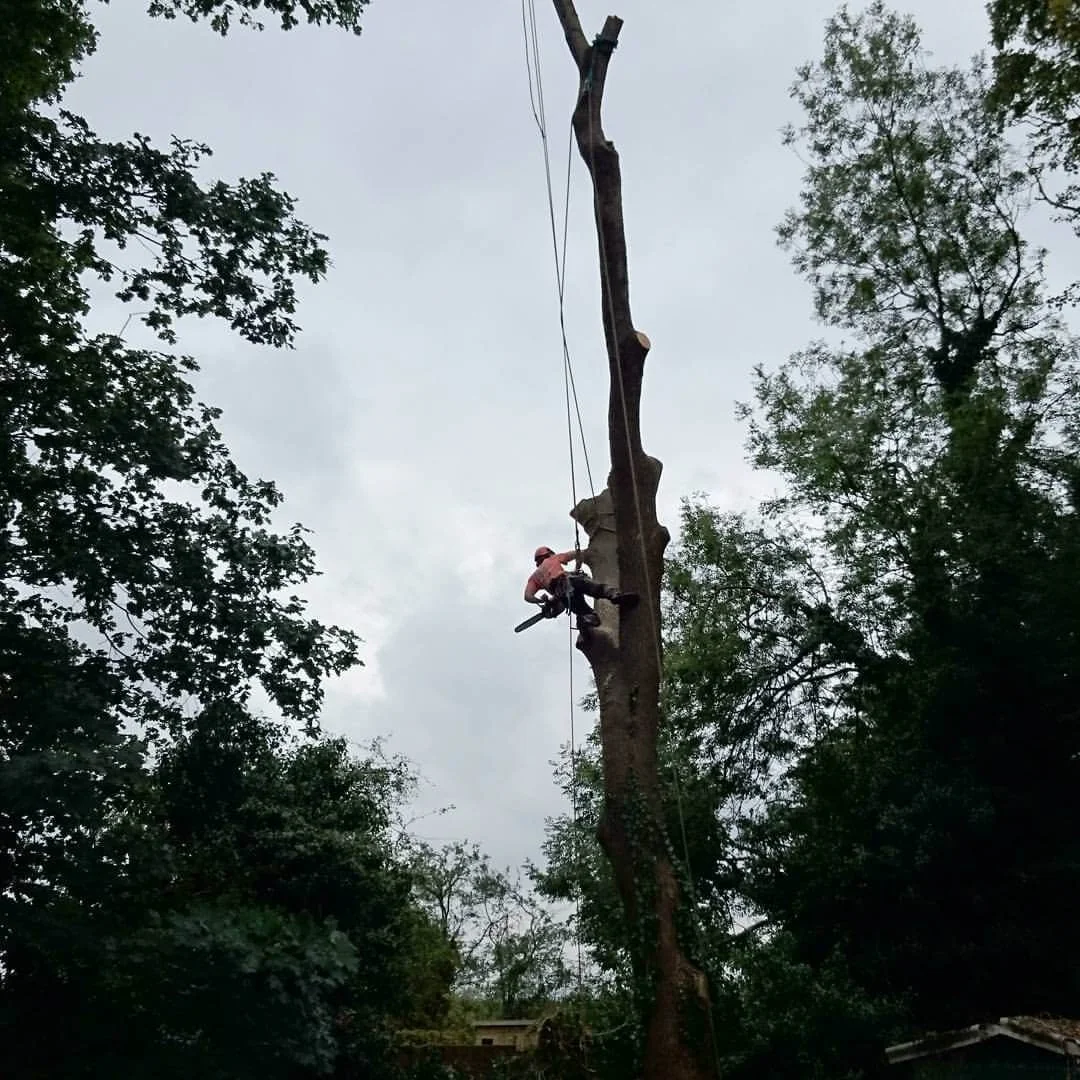 Smontaggio progressivo di un fusto con tree climber in corda
