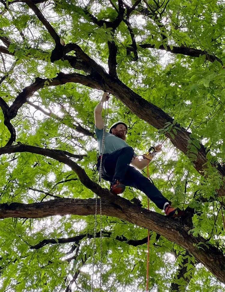 Tree climber in piedi su una branca nella chioma