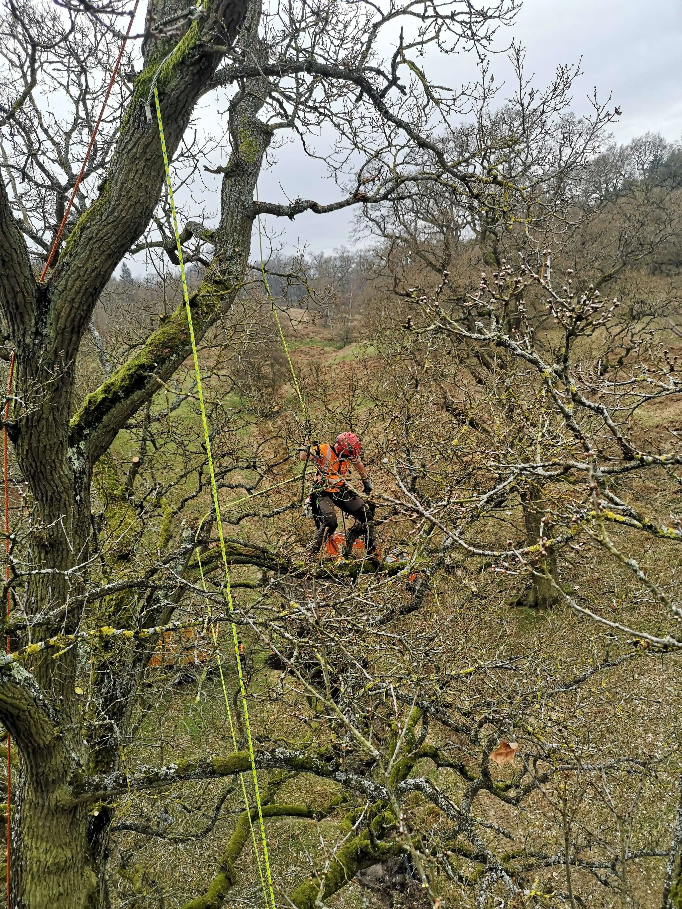 Tree climber al lavoro nella chioma durante la rimonda del secco
