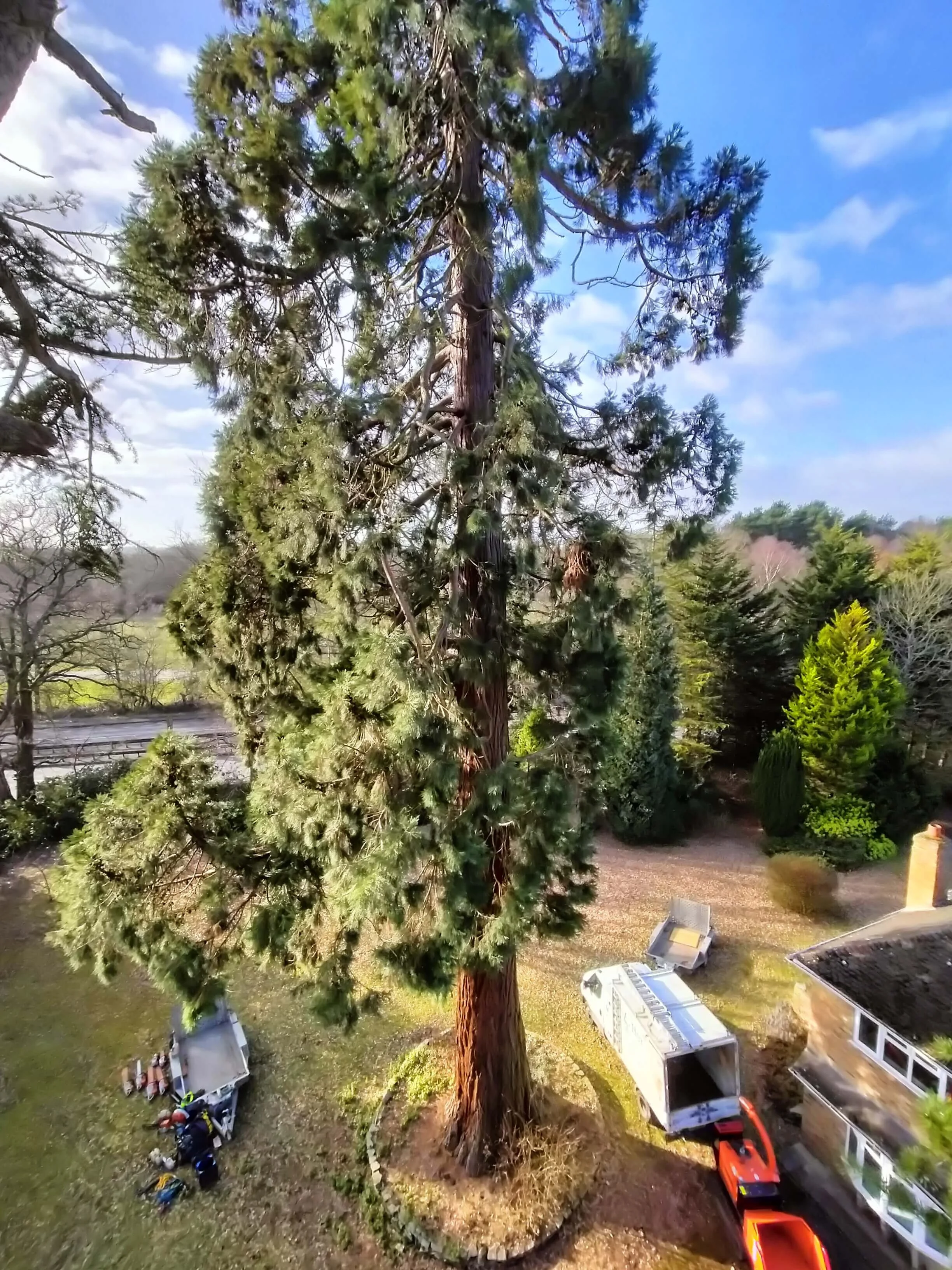 Vista dall'alto della chioma di una grande conifera in un giardino