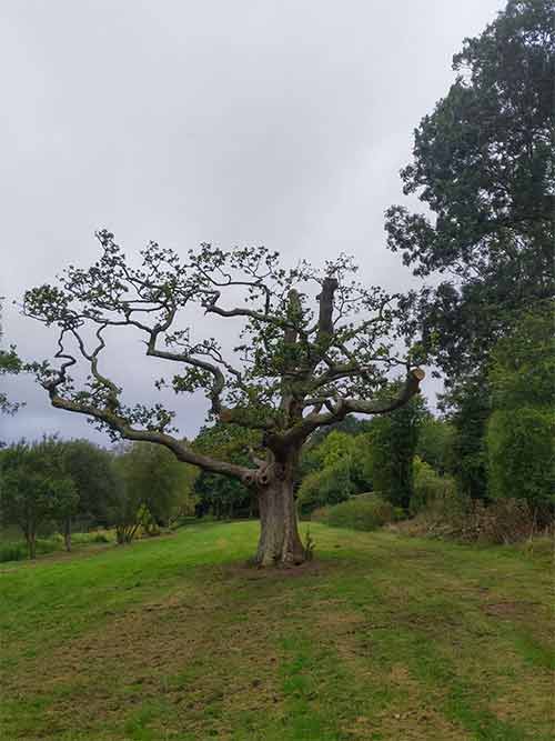 proteggere alberi