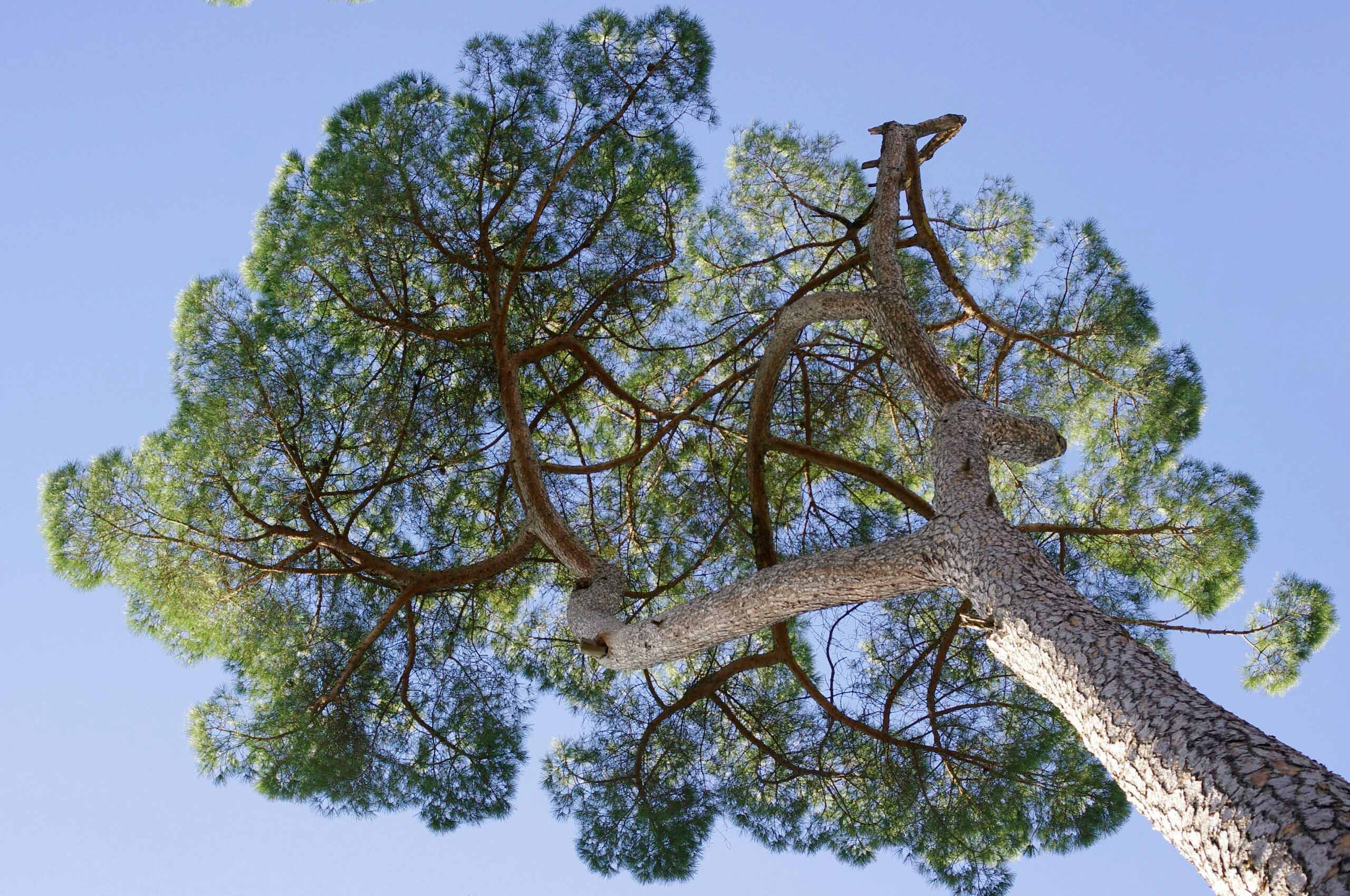 cura potatura alberi