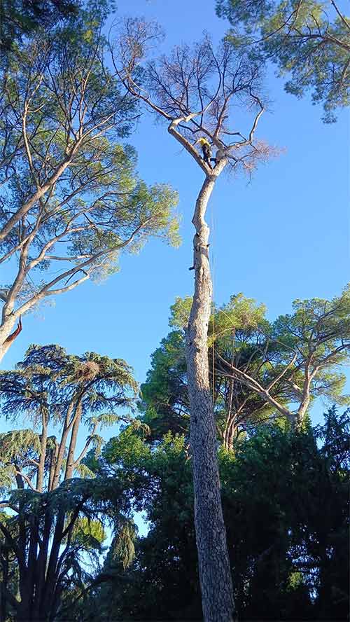 albero morto