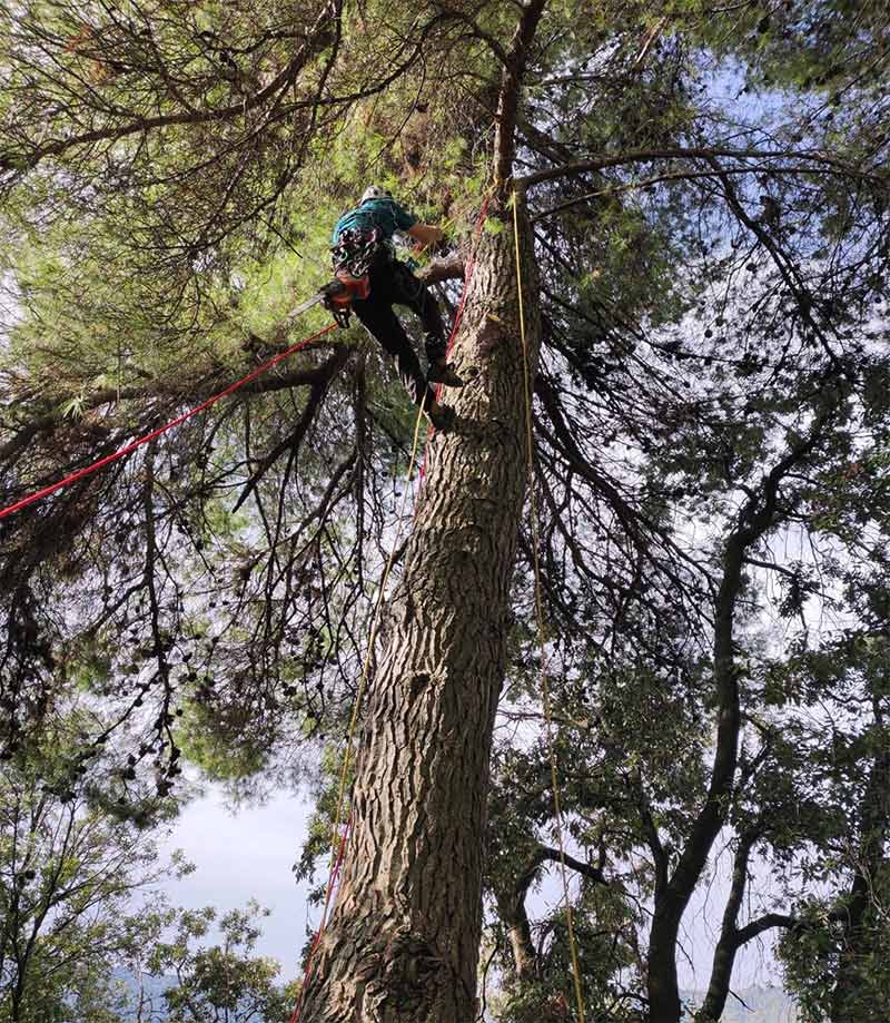 Tree Climber